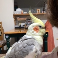 【引き取り手決定しました】オカメインコ譲ります