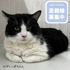 【保護猫】オス 推定3歳 かぎしっぽちゃん
