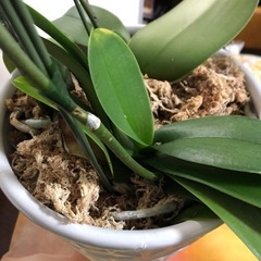 胡蝶蘭　鉢(三本だて)の画像