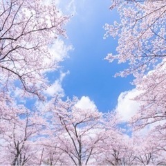 4月3日(日)🌈宝物(ゴミ)拾い&🌸お花見🍡 - ボランティア