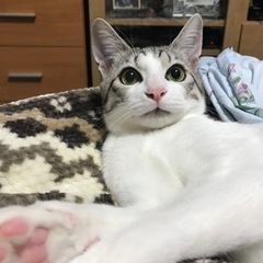 8ヶ月　元気なオスの子猫