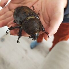 ヘラクレスオオカブトの成虫オスを探しております。