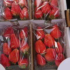 いちご(やよいひめ)の画像