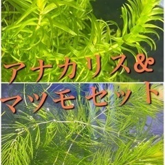 アナカリス、マツモのセット　水草