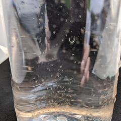 数量限定●オオミジンコ●メダカ●金魚●捕助食●１グラム●の画像