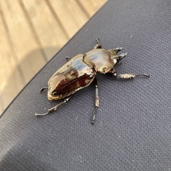 ニジイロクワガタ　黒系ホワイトアイ　成虫ペア　の画像