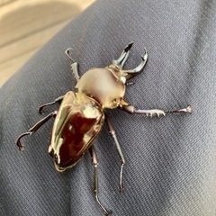 ニジイロクワガタ　黒系ホワイトアイ　成虫ペア　の画像