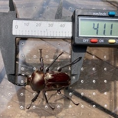 ニジイロクワガタ　黒系ホワイトアイ　成虫ペア　の画像