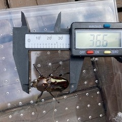 ニジイロクワガタ　黒系ホワイトアイ　成虫ペア　の画像