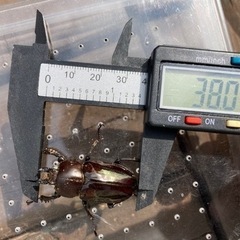 ニジイロクワガタ　黒系ホワイトアイ　成虫ペア　の画像