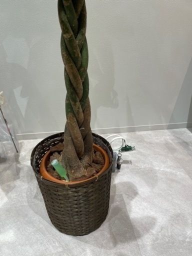 観葉植物パキラ
