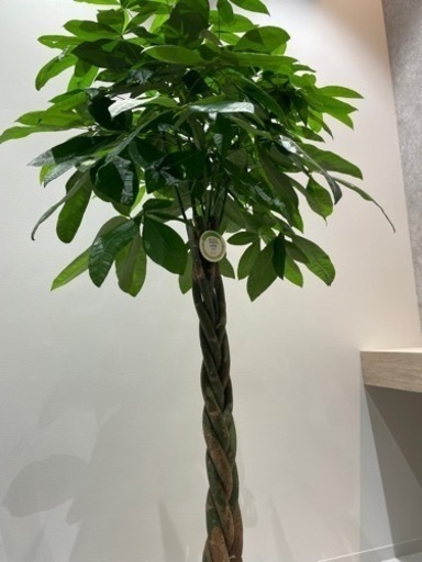 観葉植物パキラ