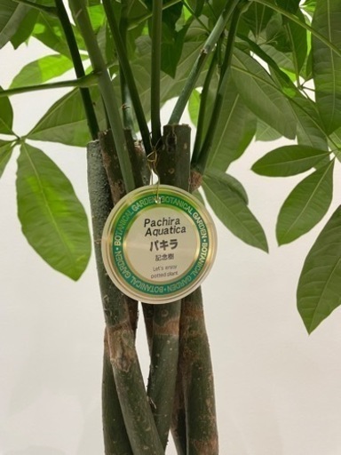 観葉植物パキラ