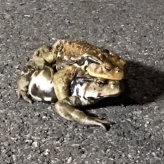 アズマヒキガエル