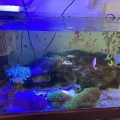 海水魚　スミレヤッコ　スターポリプ他の画像