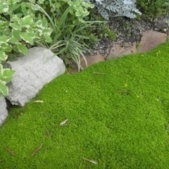 多肉植物　セダム♪の画像