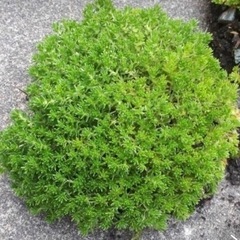 多肉植物　セダム♪の画像