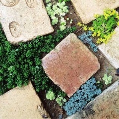 多肉植物　セダム♪の画像