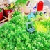 ランキングキーワードに紐づく投稿画像-多肉植物