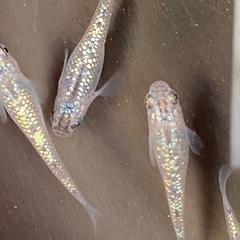 オーロラブラックメダカ💕🐟1匹の画像