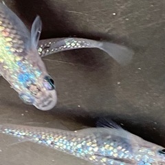 オーロラブラックメダカ💕🐟1匹の画像