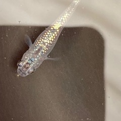オーロラブラックメダカ💕🐟1匹の画像