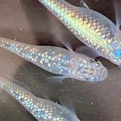 オーロラブラックメダカ💕🐟1匹