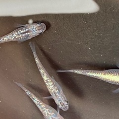 オーロラブラックメダカ💕🐟1匹の画像