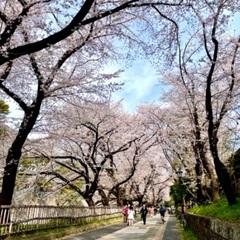 満開の時期ですね👍花見友募集❗️
