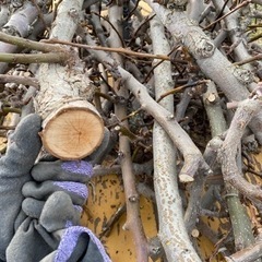 梨の木の画像