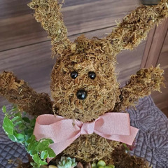 アニマルモス多肉植物レッスン💗の画像