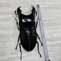 約30cm！特大☆クワガタフィギュア