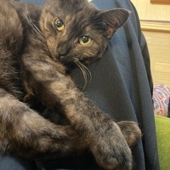 飼い猫が迷子になってしまいました情報ください