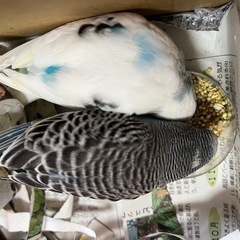 インコ探してます（代理投稿）