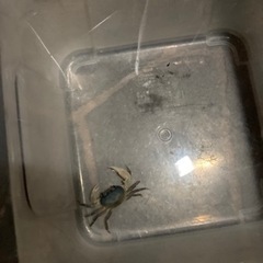サワガニブルー　の画像