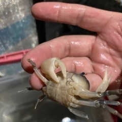 サワガニブルー　の画像