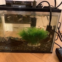 グッピー50匹ほど   受け取り決まりましたの画像