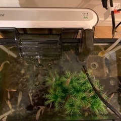 グッピー50匹ほど   受け取り決まりましたの画像