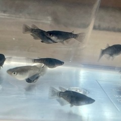 🐟半ダルマメダカ🐟の画像
