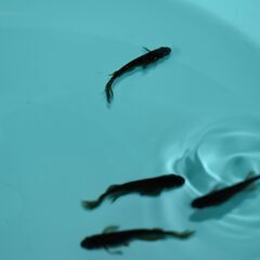 サタンメダカ4匹（内雌1匹以上）＋ヒメタニシ3匹＋銀杏浮草6個＝...
