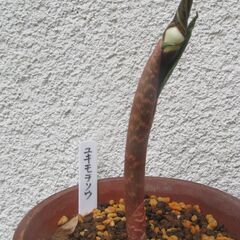山野草　ユキモチソウ開花寸前の株　１株