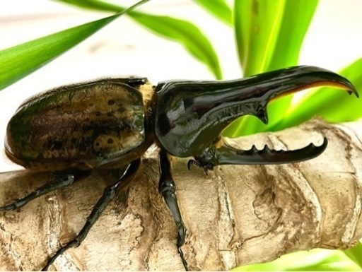 ヘラクレスヘラクレス♂♀極太極短血統【数量限定】