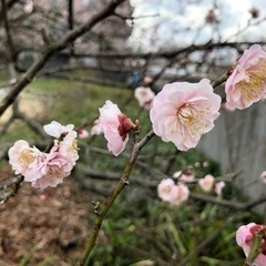 一緒に「さくらウォーク」