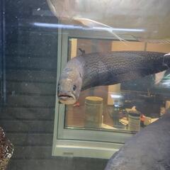 アロワナナイフ アファー 超格安です！の画像