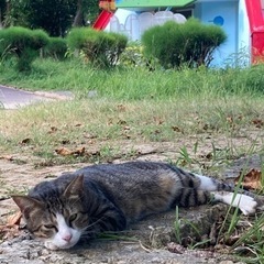 ねこらぶの会 - 宜野湾市