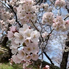 西尾市のママ友募集