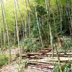 竹（竹材）を譲ってもらえないでしょうか