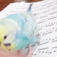 アンサンブル仲間募集します