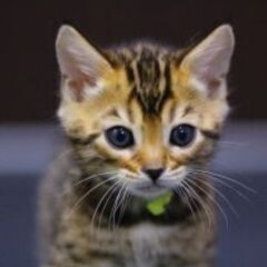時給大幅UP！！！！！日本一のベンガルブリーダー　（株）リアルキャットの猫達のお世話をお願いします。の画像