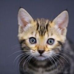 時給大幅UP！！！！！日本一のベンガルブリーダー　（株）リアルキャットの猫達のお世話をお願いします。の画像